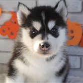 シベリアンハスキー