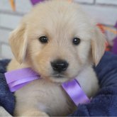 ゴールデンレトリバー