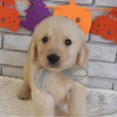 ゴールデンレトリバー