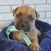 アメリカンピットブルテリア