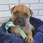 アメリカンピットブルテリア