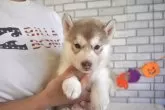 シベリアンハスキー【熊本県・男の子・2025年9月10日・チョコ&ホワイト】の写真4