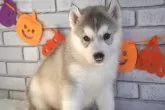 シベリアンハスキー【熊本県・男の子・2025年9月10日・シルバー&ホワイト】の写真5