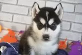 シベリアンハスキー【熊本県・男の子・2025年9月10日・ブラック&ホワイト】の写真5