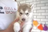シベリアンハスキー【熊本県・男の子・2025年9月10日・チョコ&ホワイト】の写真6