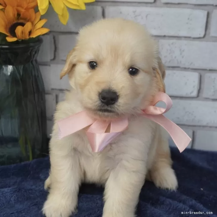 ID:2406-05400の子犬
