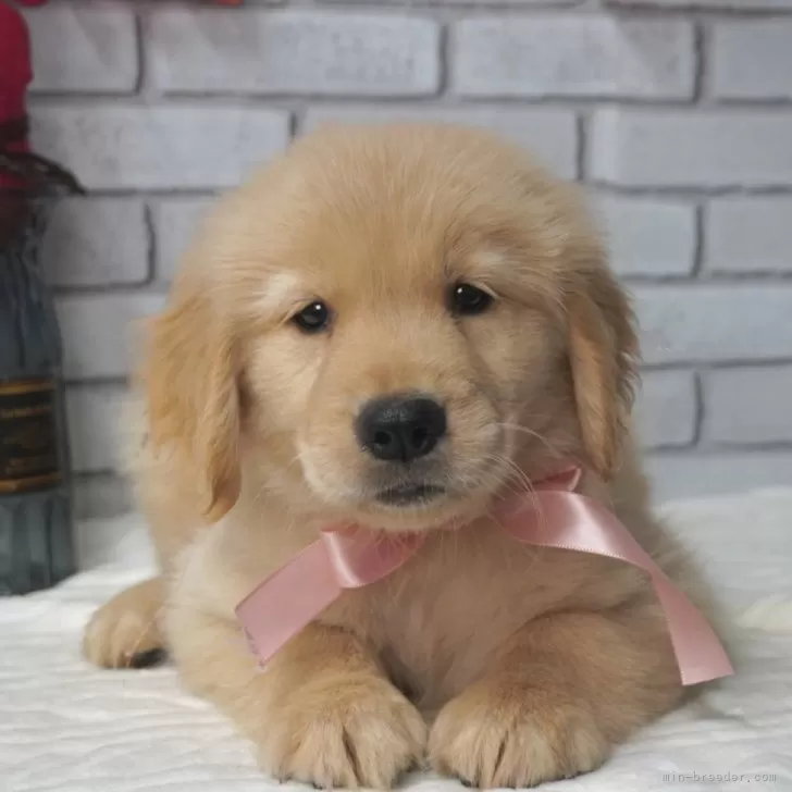 ID:2409-05612の子犬