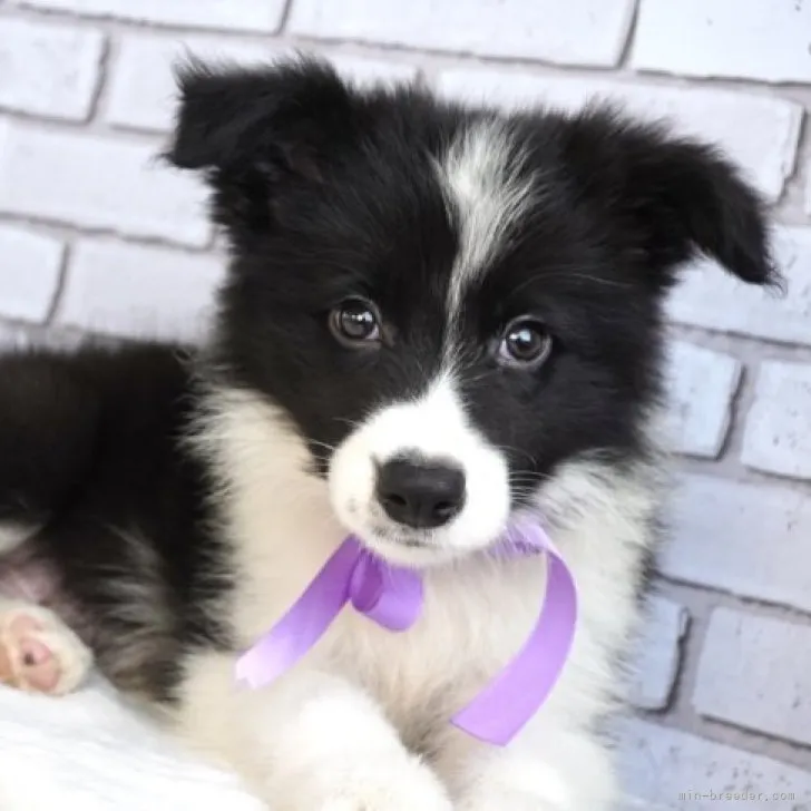 ボーダーコリー【熊本県・男の子・2023年5月22日・ブラック&amp;ホワイト】の写真1