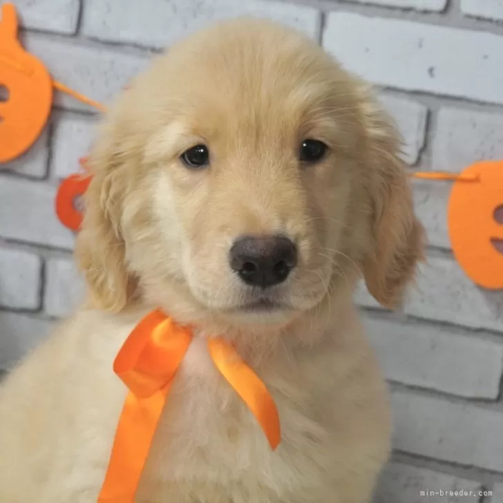 ID：2408-06164の子犬