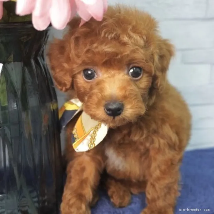 ID:2301-03706の子犬
