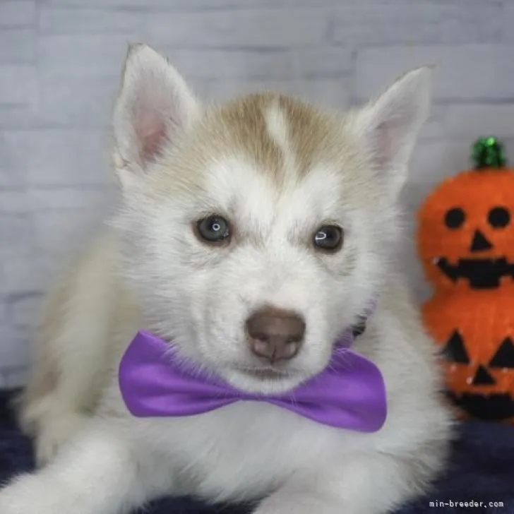 ID:2209-02674の子犬