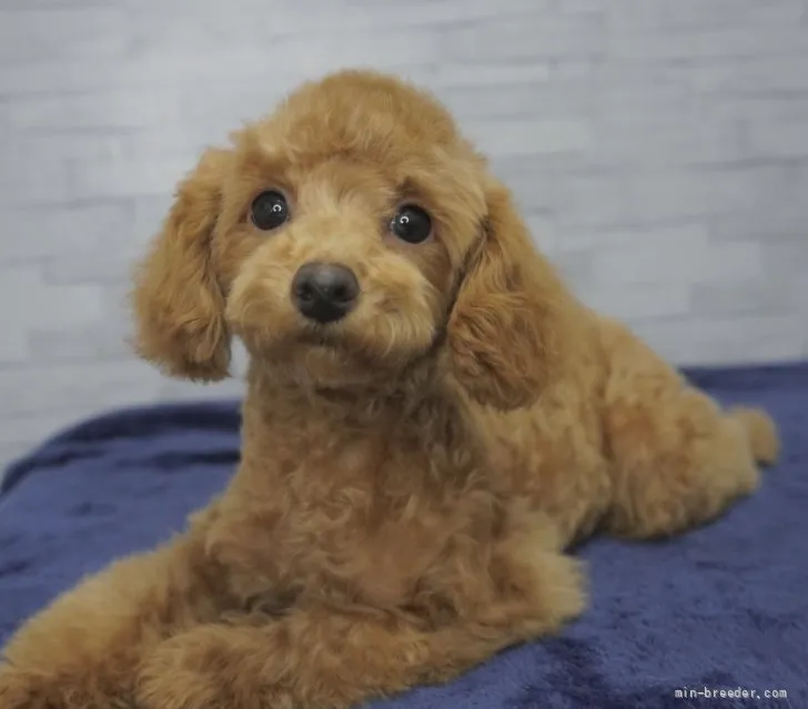 ID：2112-02787の子犬