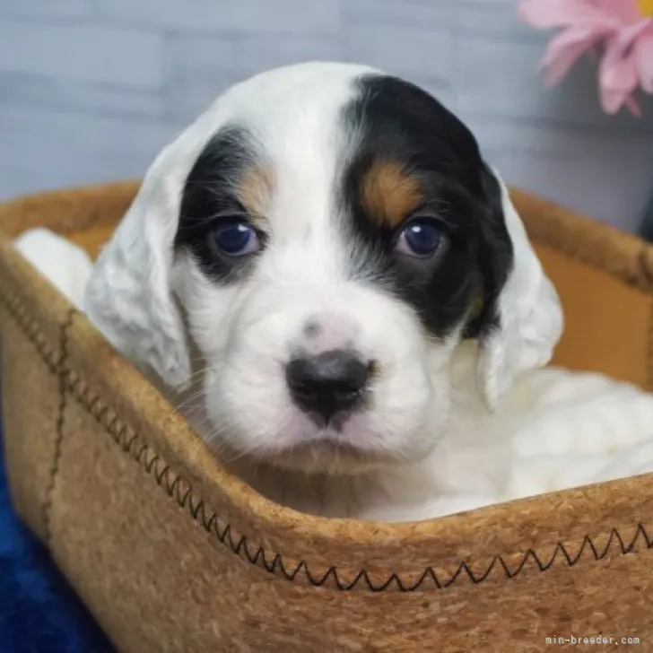 S.T 様のお迎えした子犬