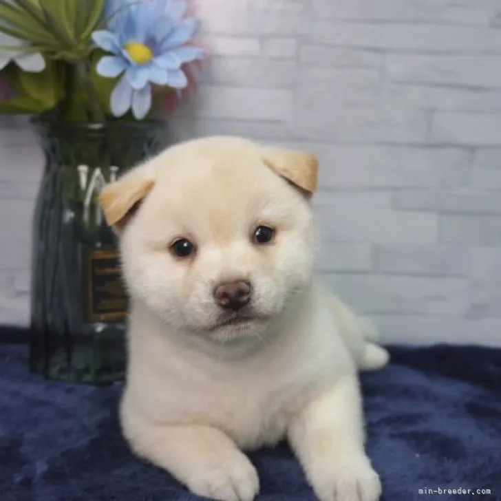 ID：2304-00407の子犬