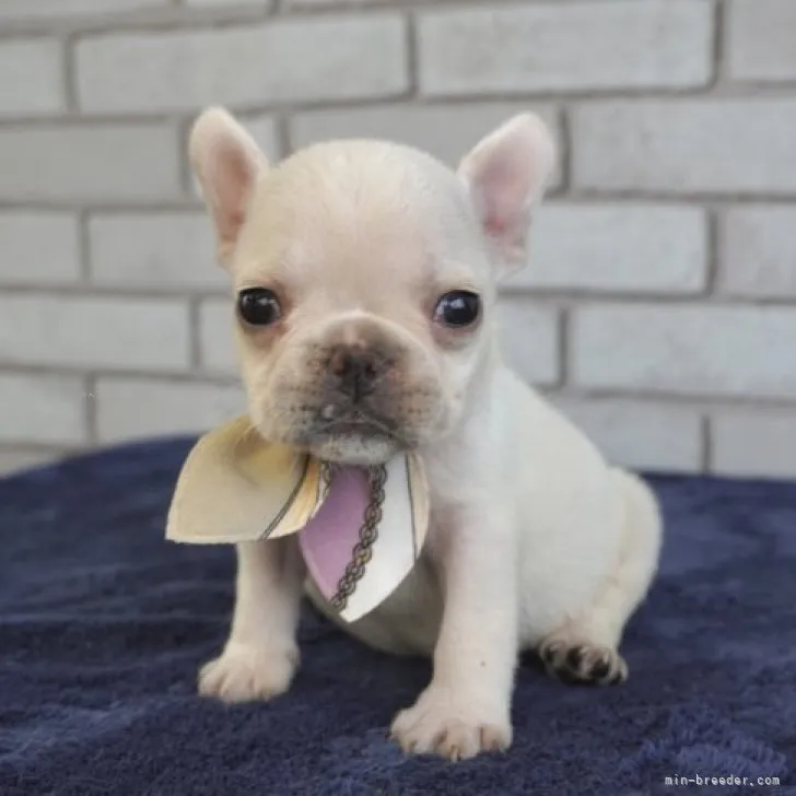 P.H. 様のお迎えした子犬