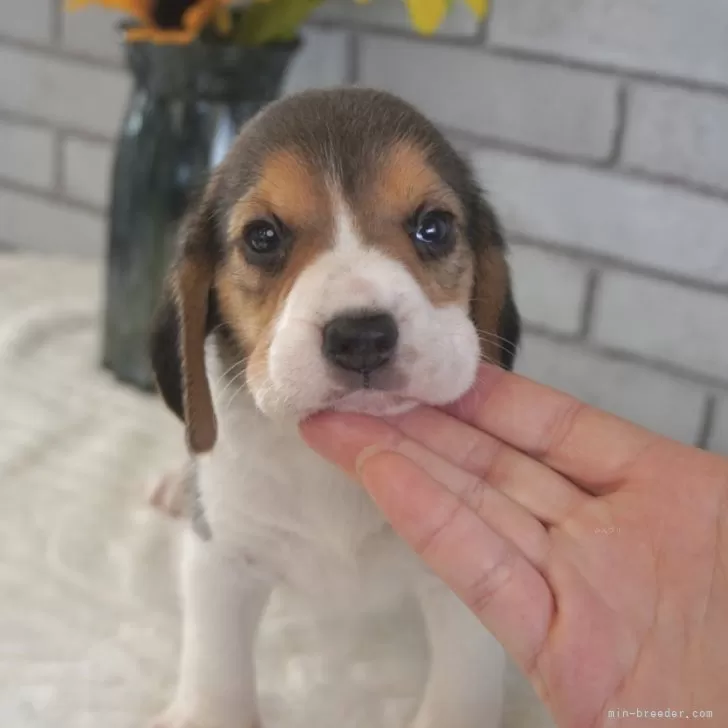 ID:2408-06289の子犬