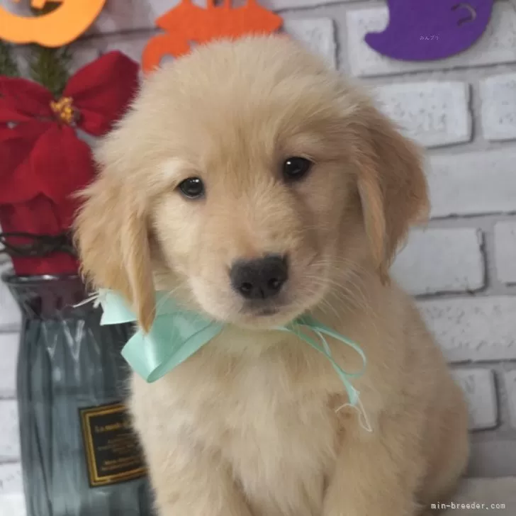 ID:2409-05613の子犬