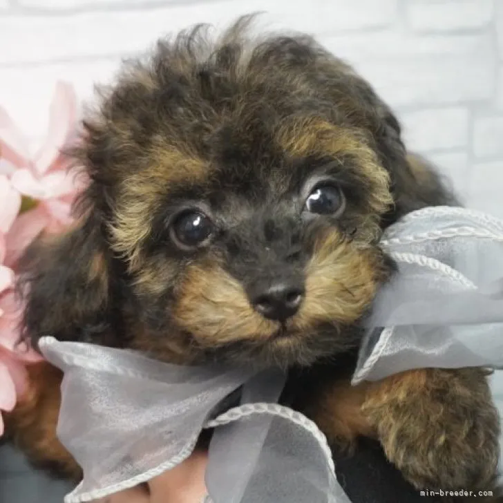 ID:2303-02939の子犬