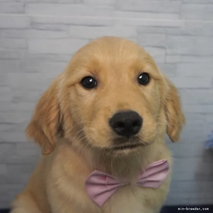ID:2211-04221の子犬
