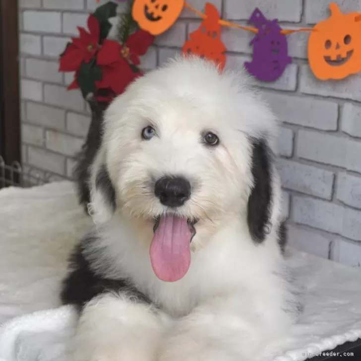H.megu 様のお迎えした子犬