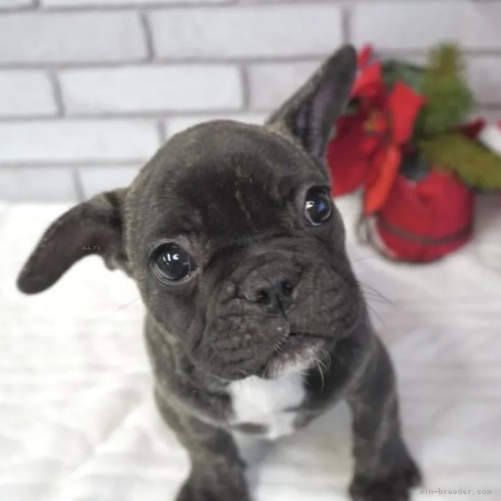 ID：2310-01939の子犬