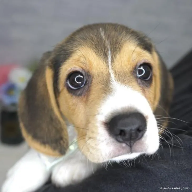 ID：2207-04997の子犬