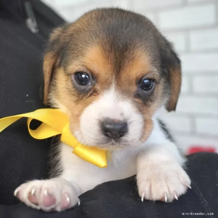 D.H 様のお迎えした子犬