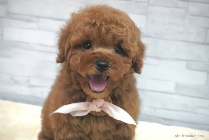 ID:2202-02277の子犬