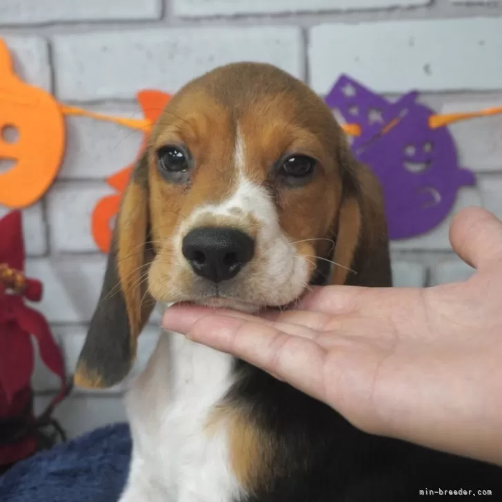 ID:2408-06293の子犬