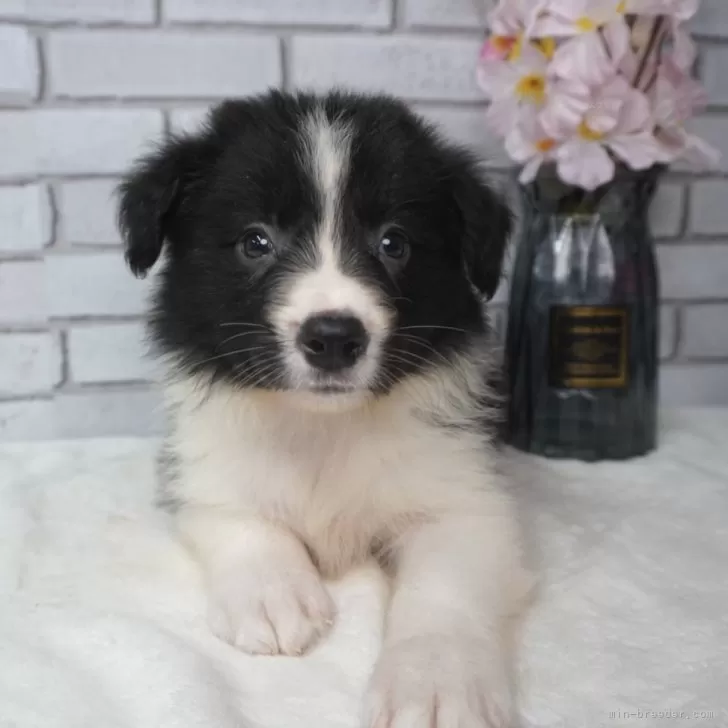 ID：2404-00451の子犬