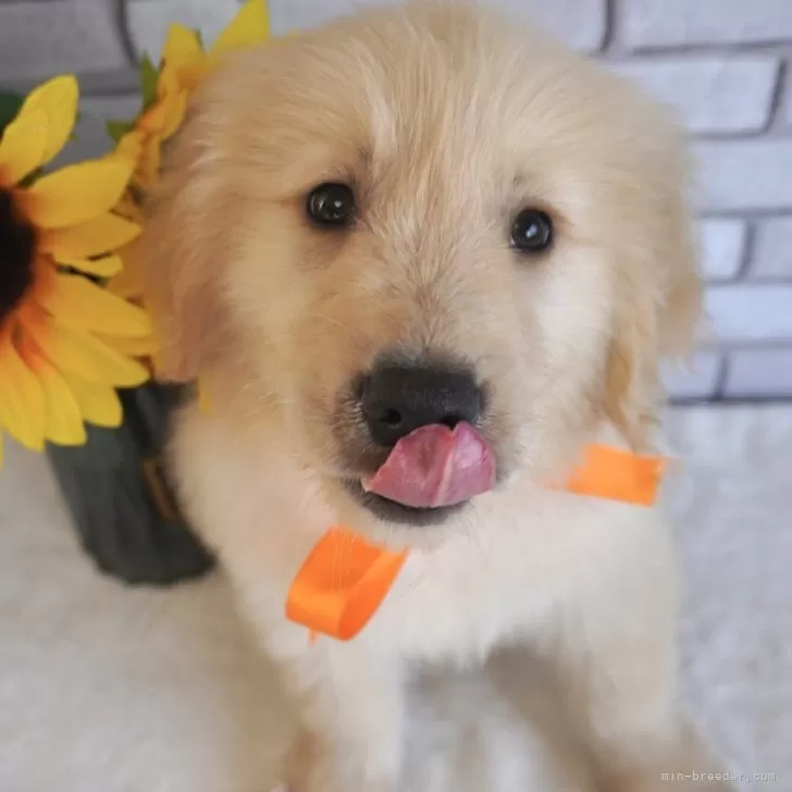 ID：2404-04744の子犬