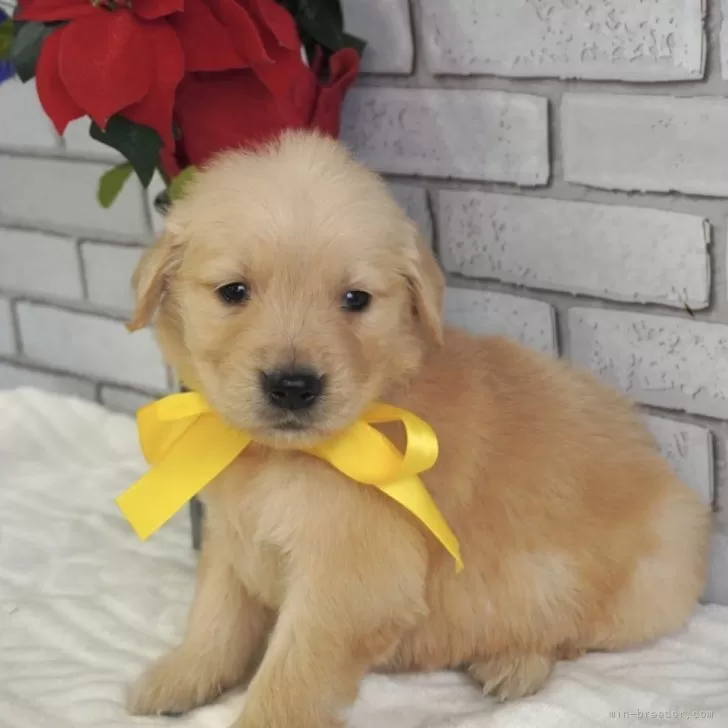 パピー 様のお迎えした子犬