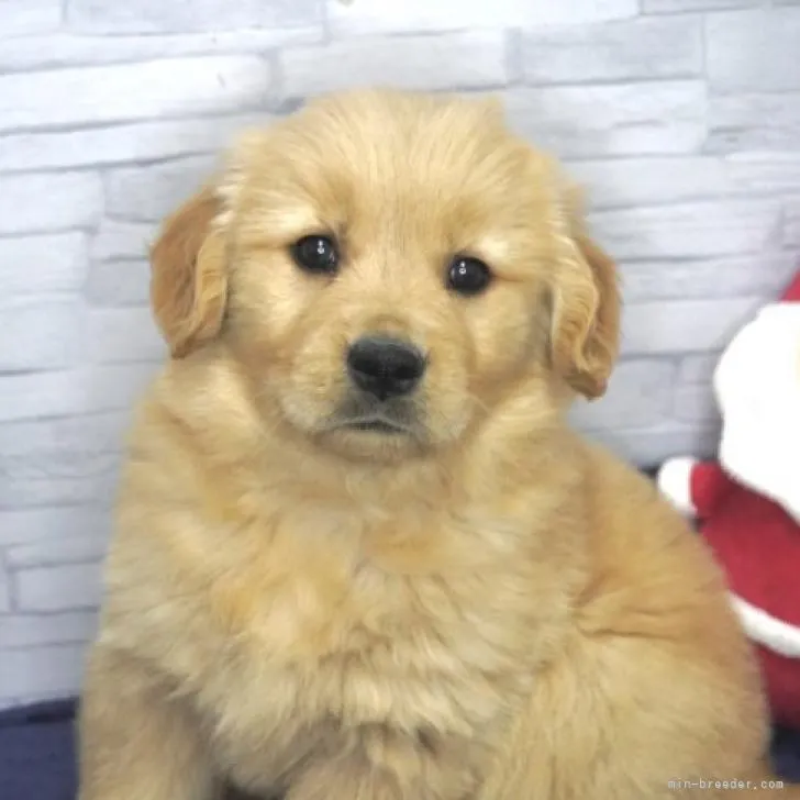 ID:2211-04224の子犬