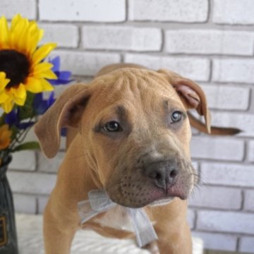 アメリカンピットブルテリア【熊本県・男の子・2023年5月1日・フォーン】の写真「兄妹で1番ガッチリした男の子❤️　」