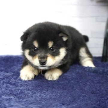 柴犬(豆柴)【熊本県・女の子・2022年11月17日・黒】の写真「たぬきタイプの超美人❤️」