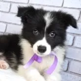 ボーダーコリー【熊本県・男の子・2023年5月22日・ブラック&ホワイト】の写真1