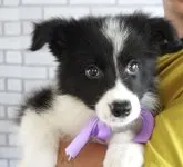 ボーダーコリー【熊本県・男の子・2023年5月22日・ブラック&ホワイト】の写真2