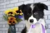 ボーダーコリー【熊本県・男の子・2023年5月22日・ブラック&ホワイト】の写真3