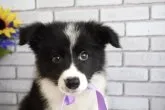 ボーダーコリー【熊本県・男の子・2023年5月22日・ブラック&ホワイト】の写真4