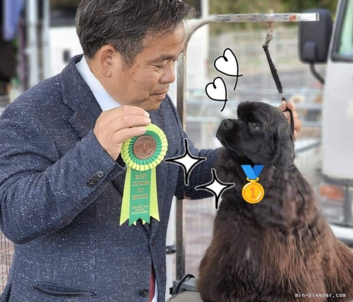 ハンドラーさん大好き｜倉橋　宏実(くらはし　ひろみ)ブリーダー(愛知県・アメリカンコッカースパニエルなど・JKC登録)の紹介写真6