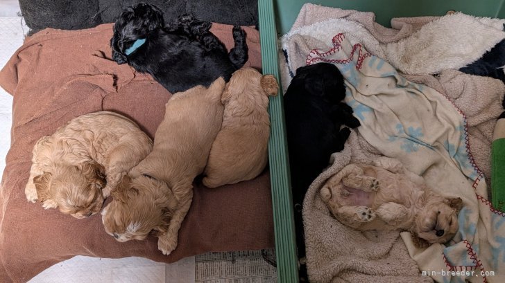 倉橋宏実ブリーダーのブログ：すくすく成長中♥