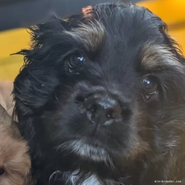 ID:2506-04444の子犬
