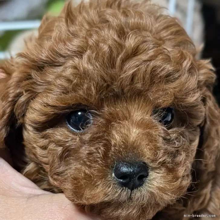 ID:2502-02570の子犬