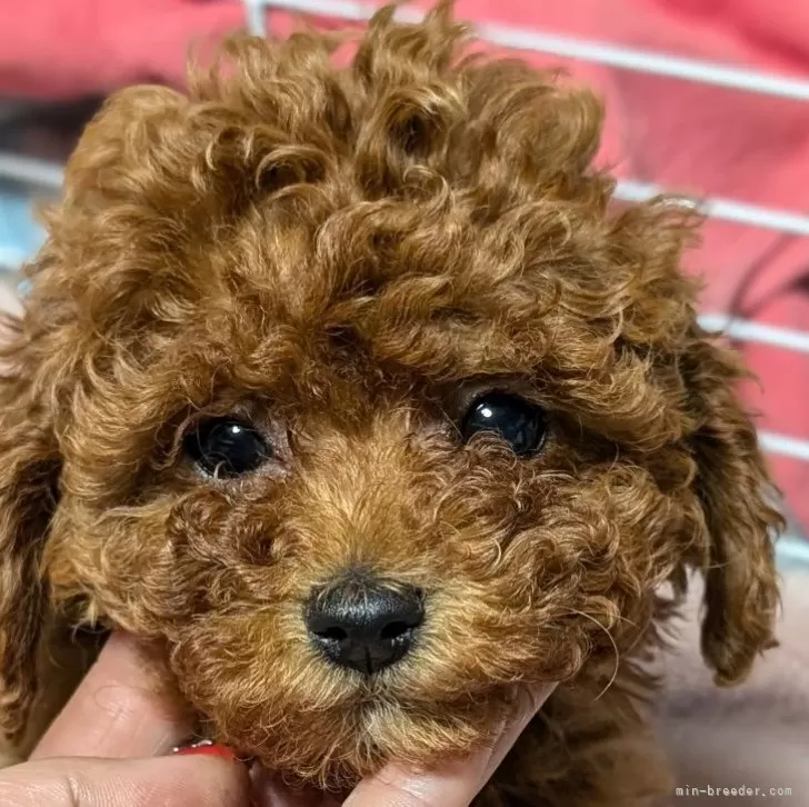 T.K 様のお迎えした子犬