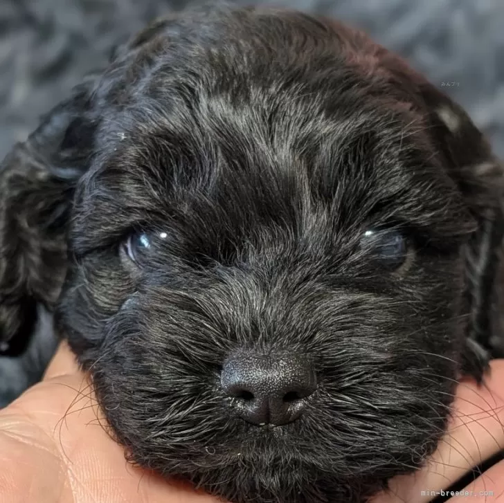 ID:2411-01815の子犬