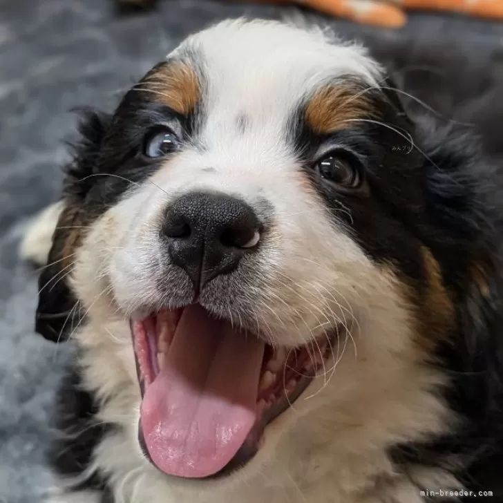 ID：2505-01760の子犬