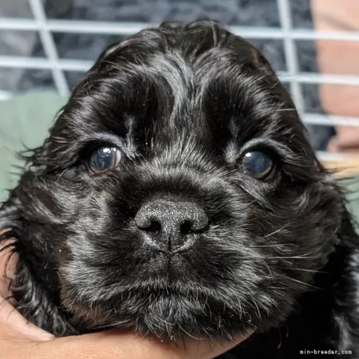 ID：2508-00498の子犬