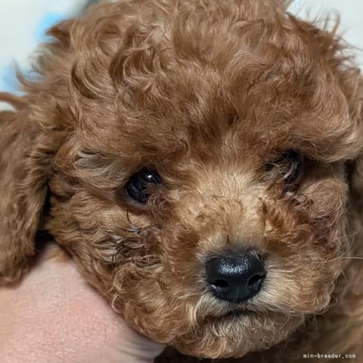 ID:2506-02691の子犬