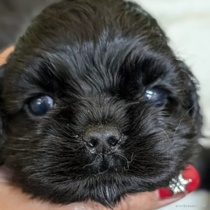 ID:2412-05238の子犬