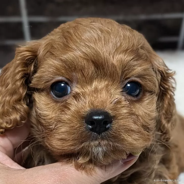 ID:2501-01314の子犬